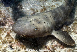 Young Nurse Shark near the Big Coral Knoll off the beach ... by Michael Kovach 